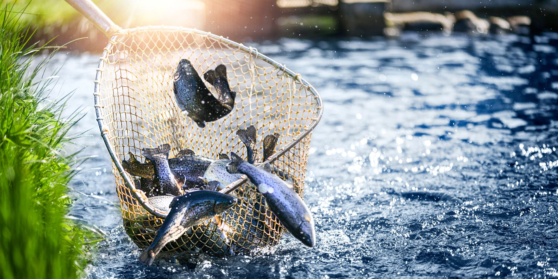 Fische werden mit Käscher gefangen