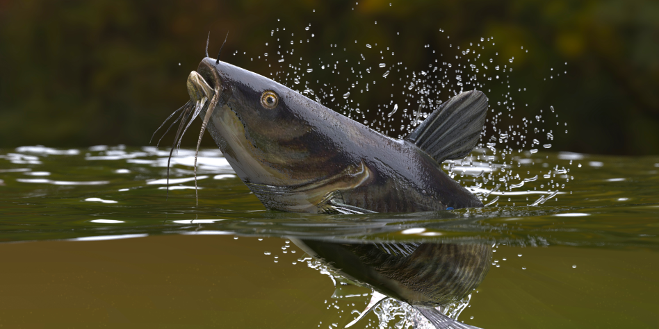 Fisch guckt aus Wasser